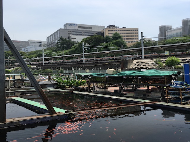 子連れで初めての釣りオススメの場所＠東京